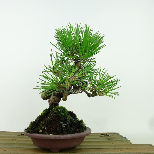 盆栽 松 黒松 樹高 約19cm くろまつ Pinus thunbergii クロマツ マツ科 常緑針葉樹 観賞用 小品 v1160148395