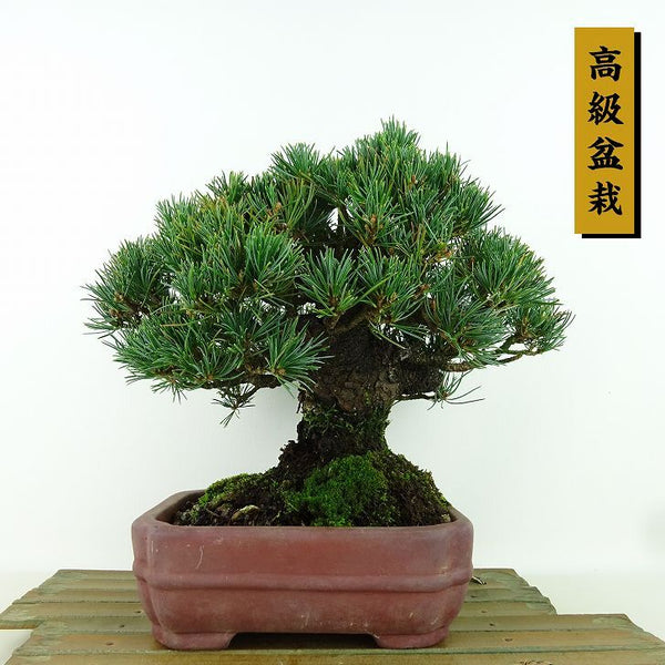 盆栽 松 五葉松 樹高 約19cm ごようまつ 高級盆栽 Pinus parviflora ゴヨウマツ 八房マツ科 常緑針葉樹 観賞用 小品 f1160145504