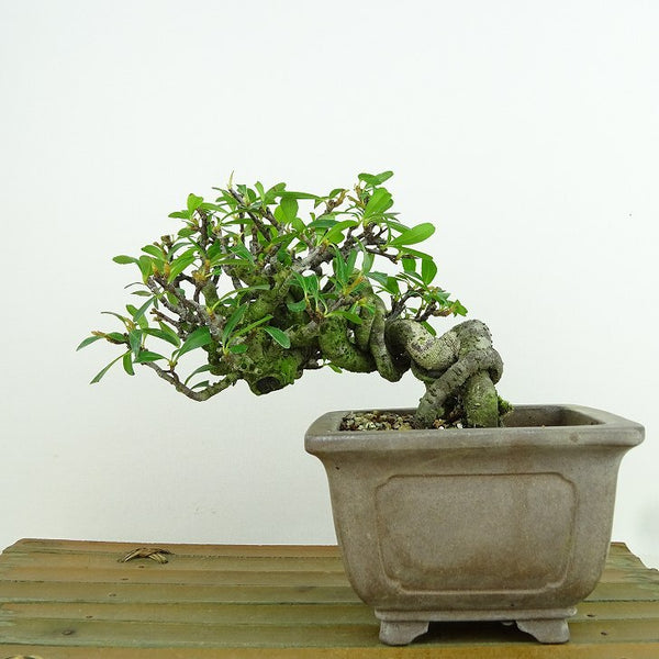 盆栽 ピラカンサ 樹高 約9cm Pyracantha バラ科 常緑樹 観賞用 小品 c1160137070