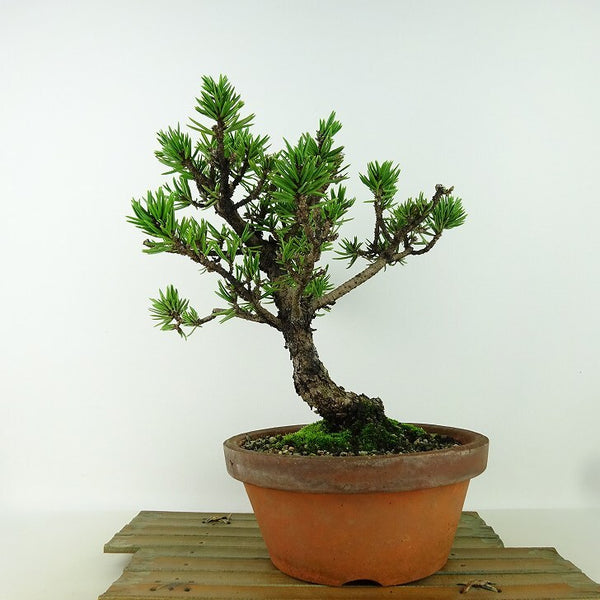 盆栽 松 黒松 樹高 約24cm くろまつ Pinus thunbergii クロマツ 寸松 マツ科 常緑針葉樹 観賞用 w1160139998