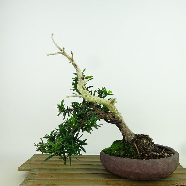 盆栽 一位 樹高 上下 約19cm いちい Taxus cuspidata イチイ “ジン シャリ” イチイ科 常緑針葉樹 観賞用 小品 w1160140942