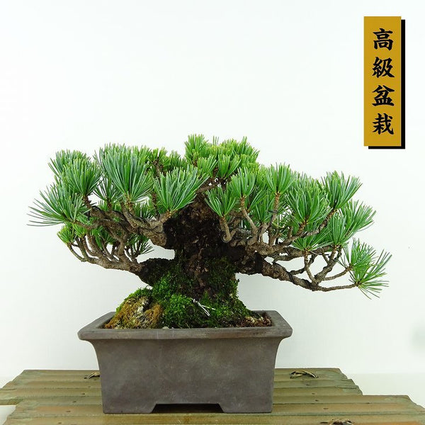 盆栽 松 五葉松 樹高 約14cm ごようまつ 高級盆栽 Pinus parviflora ゴヨウマツ マツ科 常緑針葉樹 観賞用 小品 m1160140657