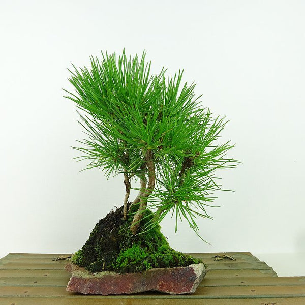 盆栽 松 赤松 樹高 約20cm あかまつ Pinus densiflora アカマツ red pine マツ科 常緑樹 観賞用 小品 d1160148919