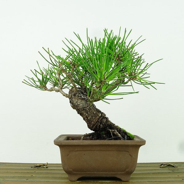 盆栽 松 黒松 樹高 約24cm くろまつ Pinus thunbergii クロマツ マツ科 常緑針葉樹 観賞用 r1160131725