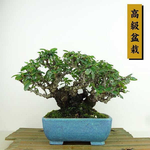 盆栽 ピラカンサ 樹高 約14cm 高級盆栽 Pyracantha 石付き バラ科 常緑樹 観賞用 小品 s1160145138