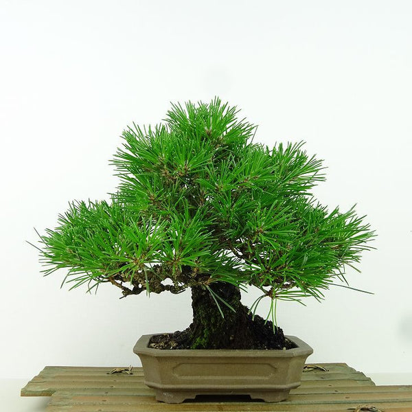 盆栽 松 黒松 樹高 約19cm くろまつ Pinus thunbergii クロマツ マツ科 常緑針葉樹 観賞用 小品 e1160148705