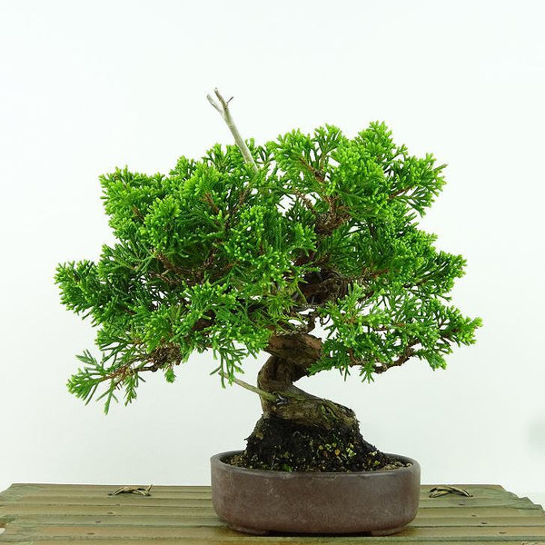 盆栽 真柏 樹高 約22cm しんぱく Juniperus chinensis シンパク “ジン シャリ” ヒノキ科 常緑樹 観賞用 x1160144103