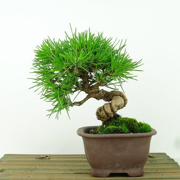 盆栽 松 黒松 樹高 25cm くろまつ Pinus thunbergii クロマツ マツ科 常緑針葉樹 観賞用 d1160146047