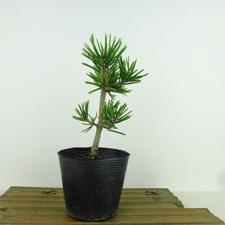 盆栽 松 黒松 寸松 樹高 約16cm くろまつ Pinus thunbergii クロマツ マツ科 常緑針葉樹 観賞用 小品 m1160142155  - 森流 GreenFlow - 動植物造景專門店