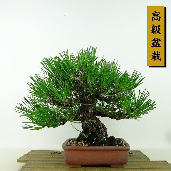 盆栽 松 黒松 樹高 約20cm くろまつ 高級盆栽 Pinus thunbergii クロマツ マツ科 常緑針葉樹 観賞用 小品 s1160664413