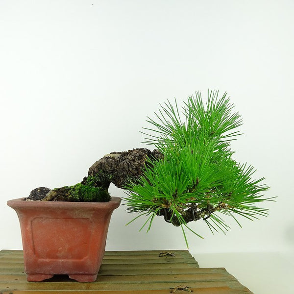 盆栽 松 黒松 樹高 上下 約17cm くろまつ Pinus thunbergii クロマツ マツ科 常緑針葉樹 観賞用 小品 l1160661832