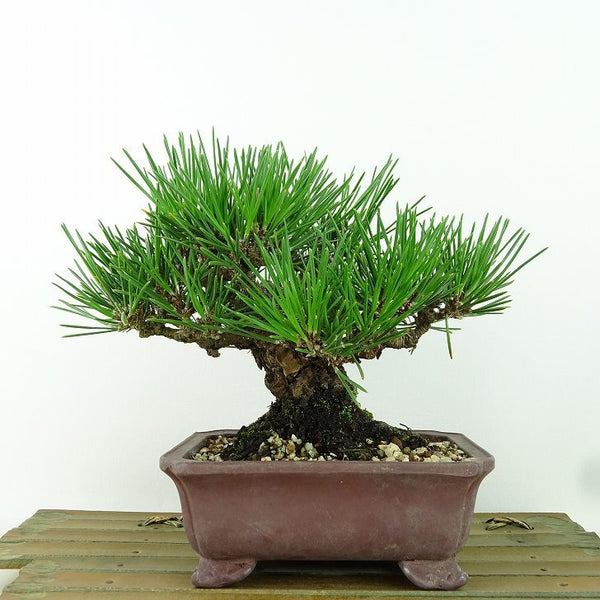 盆栽 松 黒松 樹高 約1cm くろまつ Pinus thunbergii クロマツ マツ科 常緑針葉樹 観賞用 小品 w1160657195