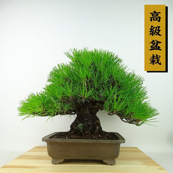 盆栽 松 黒松 樹高 約25cm くろまつ 高級盆栽 Pinus thunbergii クロマツ マツ科 常緑針葉樹 観賞用 g1160668213