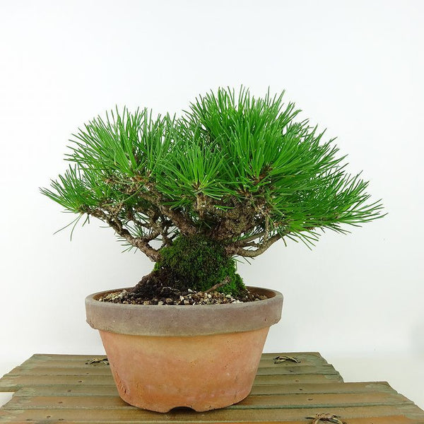 盆栽 松 黒松 樹高 約15cm くろまつ Pinus thunbergii クロマツ マツ科 常緑針葉樹 観賞用 小品 x1160658254