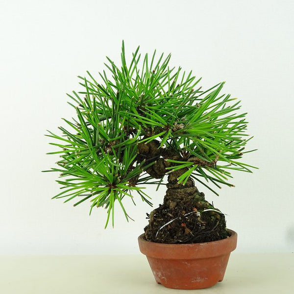 盆栽 松 黒松 樹高 約12cm くろまつ Pinus thunbergii クロマツ マツ科 常緑針葉樹 観賞用 小品 d1160661882