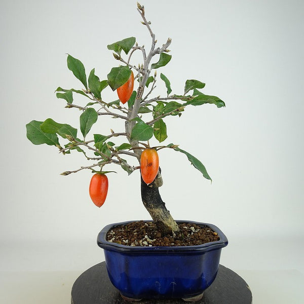 盆栽 老爺柿 浦島の輝 樹高 約22cm ろうやがき Diospyros rhombifolia ロウヤガキ 実物 雌木 カキノキ科 落葉～半落葉樹 観賞用 v1160691582