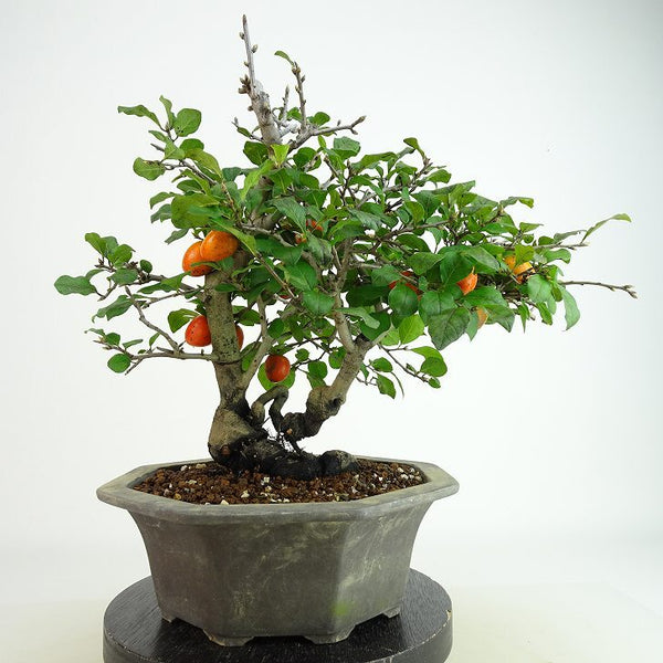 盆栽 老爺柿 初陣 樹高 約27cm ろうやがき Diospyros rhombifolia ロウヤガキ 雌木 実物 カキノキ科 落葉～半落葉樹 観賞用 q1160687951