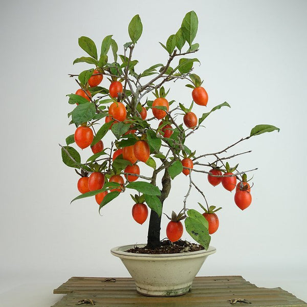 Potted persimmon, red daifuku, tree height, about 32cm, ろうやがき, Diospyros rhombifolia, ロウヤガキ, 実物, female tree, カキノキfamily, deciduous to semi-deciduous tree, for viewing o1160690479