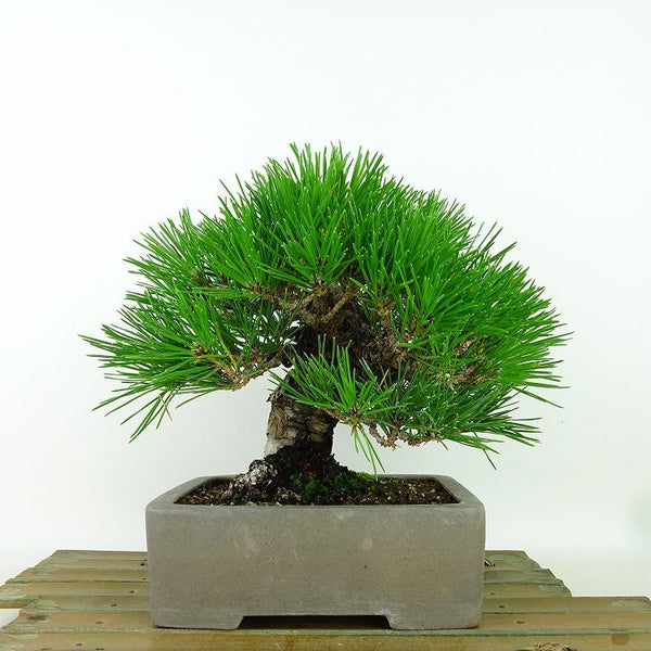 盆栽 松 黒松 樹高 約17cm くろまつ Pinus thunbergii クロマツ マツ科 常緑針葉樹 観賞用 小品 1160669881