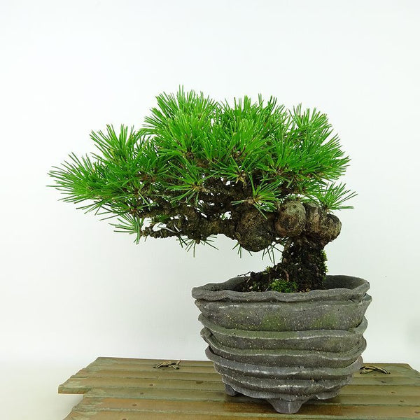 盆栽 松 黒松 樹高 約15cm くろまつ Pinus thunbergii クロマツ マツ科 常緑針葉樹 観賞用 小品 l1160690270