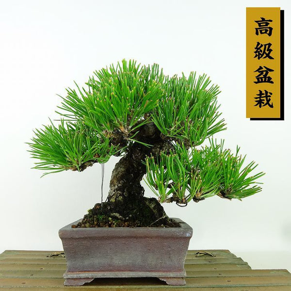 盆栽 松 黒松 樹高 約16cm くろまつ 高級盆栽 Pinus thunbergii クロマツ マツ科 常緑針葉樹 観賞用 小品 l1160685991