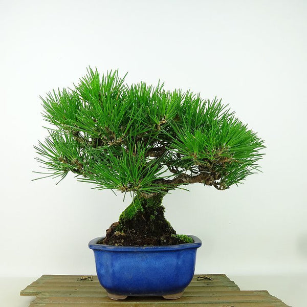 盆栽 松 黒松 樹高 約20cm くろまつ Pinus thunbergii クロマツ マツ科 常緑針葉樹 観賞用 小品 h1160703861