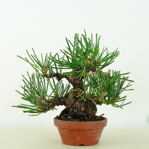 盆栽 松 黒松 樹高 約10cm くろまつ Pinus thunbergii クロマツ マツ科 常緑針葉樹 観賞用 小品 n1160679024