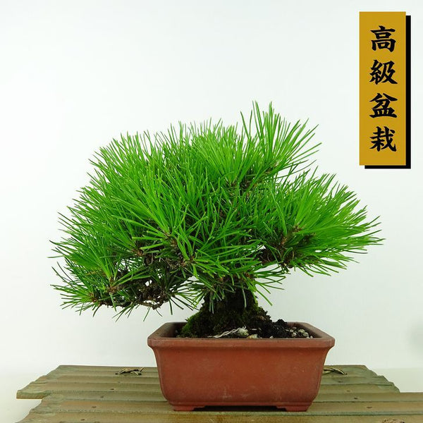 盆栽 松 黒松 樹高 17cm くろまつ 高級盆栽 Pinus thunbergii クロマツ マツ科 常緑針葉樹 観賞用 小品 r1160668646