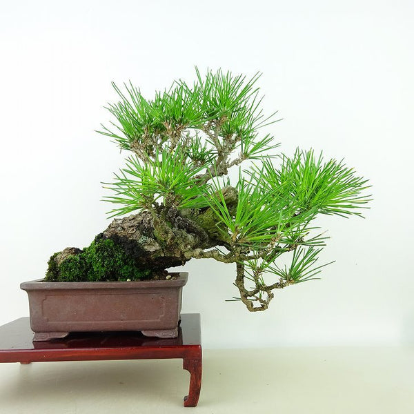 盆栽 松 黒松 樹高 上下 約21cm くろまつ Pinus thunbergii クロマツ マツ科 常緑針葉樹 観賞用 e1160685692