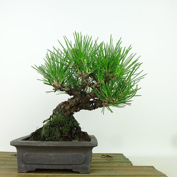 盆栽 松 黒松 樹高 約16cm くろまつ Pinus thunbergii クロマツ マツ科 常緑針葉樹 観賞用 小品 j1160681983