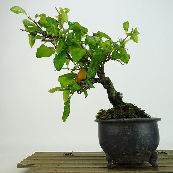 盆栽 老爺柿 浦島太郎 樹高 約22cm ろうやがき Diospyros rhombifolia ロウヤガキ 実物 雌木 カキノキ科 落葉～半落葉樹 観賞用 q1160683533