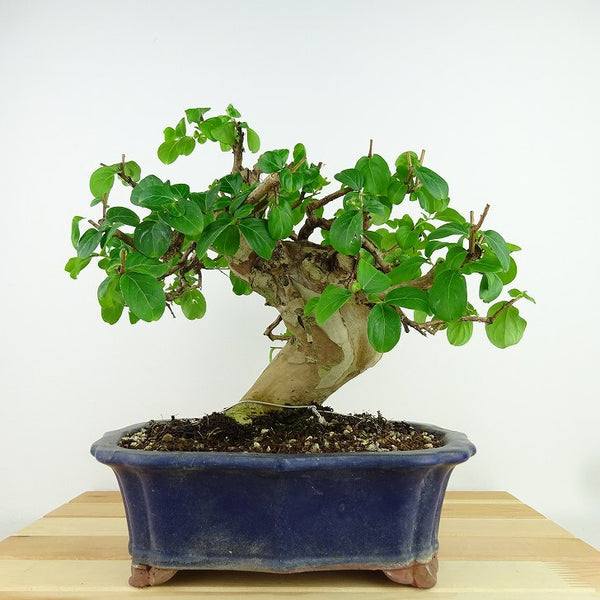 盆栽 百日紅 樹高 約22cm さるすべり Lagerstroemia indica サルスベリ ミソハギ科 サルスベリ属 落葉樹 観賞用 r1160938415