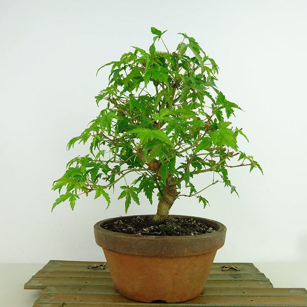 盆栽 紅葉 樹高 約20cm もみじ Acer palmatum モミジ カエデ科 落葉樹 観賞用 小品 g1160953493