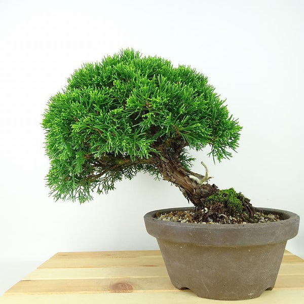 盆栽 真柏 樹高 約20cm しんぱく Juniperus chinensis シンパク “ジン シャリ” ヒノキ科 常緑樹 観賞用 小品 x1160945772