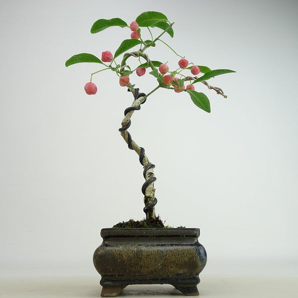 盆栽 真弓 樹高 約21～22cm まゆみ Euonymus sieboldianus マユミ 紅葉 ニシキギ科 落葉広葉樹 観賞用 数量物 セレクト j1160948330