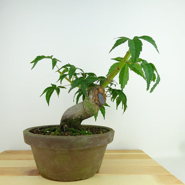 盆栽 紅葉 清玄 樹高 約18cm もみじ Acer palmatum モミジ カエデ科 落葉樹 観賞用 小品 l1160951135