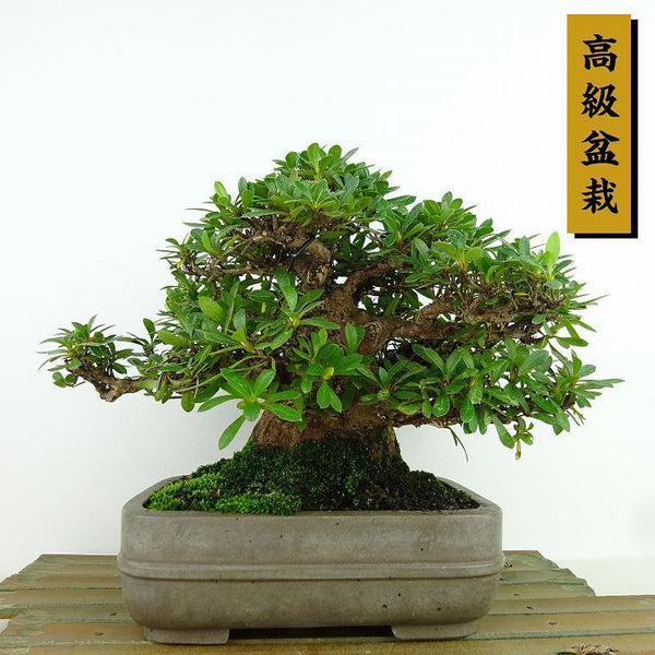 盆栽 皐月 大盃 樹高 約16cm さつき 高級盆栽 Rhododendron indicum サツキ ツツジ科 常緑樹 観賞用 小品 q1160951255