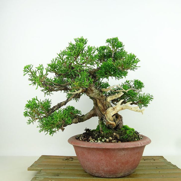 盆栽 真柏 樹高 約19cm しんぱく Juniperus chinensis シンパク “ジン シャリ” ヒノキ科 常緑樹 観賞用 小品 w1160945342