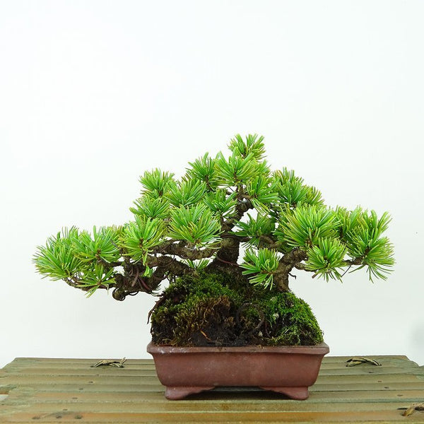 盆栽 松 五葉松 樹高 約13cm ごようまつ Pinus parviflora ゴヨウマツ マツ科 常緑針葉樹 観賞用 小品 b1160961813