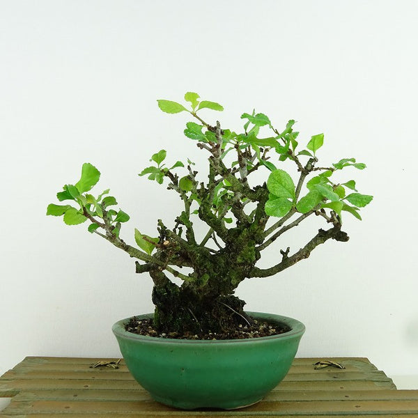 盆栽 シドミ 草木瓜 樹高 約14cm くさぼけ Chaenomeles japonica クサボケ バラ科 ボケ属 落葉樹 観賞用 小品 c1160943569