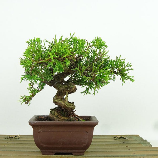 盆栽 真柏 樹高 約11cm しんぱく Juniperus chinensis シンパク “ジン シャリ” ヒノキ科 常緑樹 観賞用 小品 f1160948575