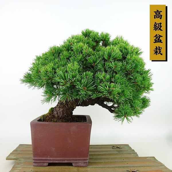 盆栽 松 五葉松 明星 樹高 約19cm ごようまつ 高級盆栽 Pinus parviflora ゴヨウマツ マツ科 常緑針葉樹 観賞用 小品 c1160944512