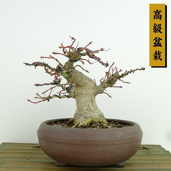 盆栽 紅葉 樹高 約12cm もみじ 高級盆栽 Acer palmatum モミジ カエデ科 落葉樹 観賞用 小品 o1160958211