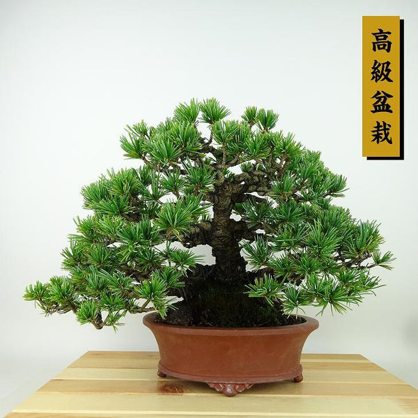 盆栽 松 五葉松 樹高 約20cm ごようまつ 高級盆栽 Pinus parviflora ゴヨウマツ マツ科 常緑針葉樹 観賞用 小品 t1160937482