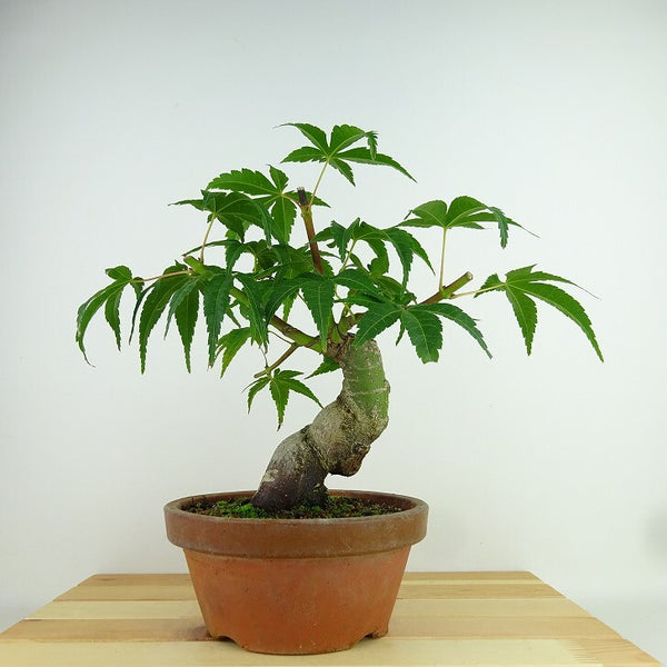 盆栽 紅葉 清玄 樹高 約23cm もみじ Acer palmatum モミジ カエデ科 落葉樹 観賞用 g1160954049