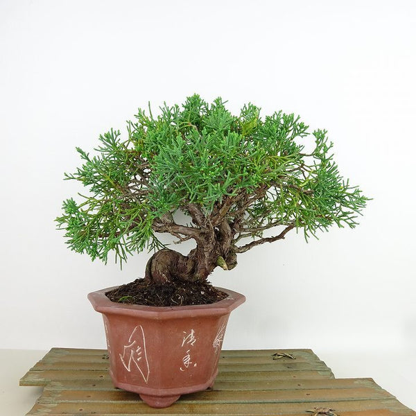 盆栽 真柏 樹高 約18cm しんぱく Juniperus chinensis シンパク ヒノキ科 常緑樹 観賞用 小品 v1160958066