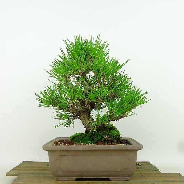 盆栽 松 黒松 樹高 約20cm くろまつ Pinus thunbergii クロマツ マツ科 常緑針葉樹 観賞用 小品 x1161488496