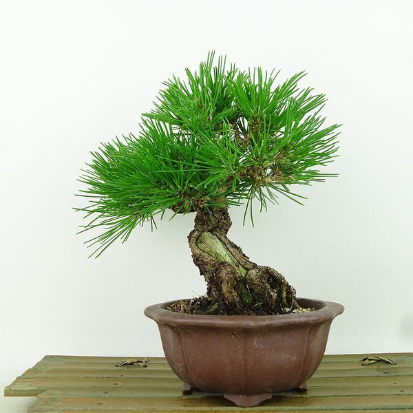 盆栽 松 黒松 樹高 約16cm くろまつ Pinus thunbergii クロマツ マツ科 常緑針葉樹 観賞用 小品 v1161506025