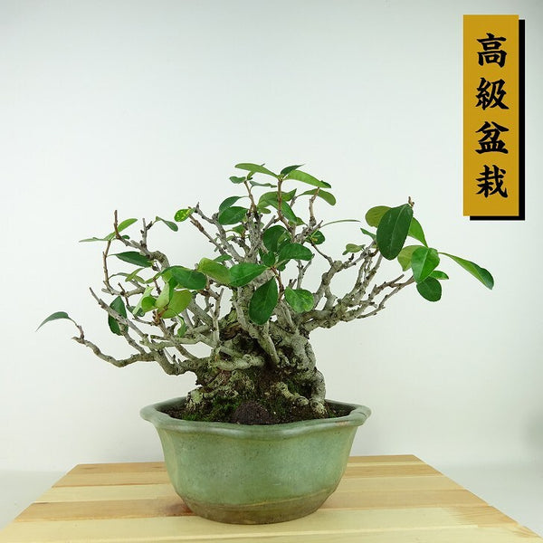 盆栽 寒木瓜 樹高 約20cm かんぼけ 高級盆栽 Chaenomeles speciosa カンボケ バラ科 ボケ属 落葉樹 観賞用 小品 s1161499374