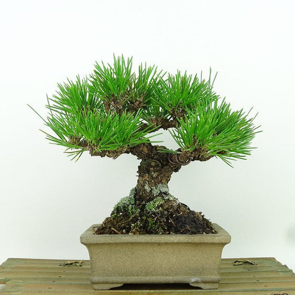 盆栽 松 黒松 樹高 約16cm くろまつ Pinus thunbergii クロマツ マツ科 常緑針葉樹 観賞用 小品 b1161515455